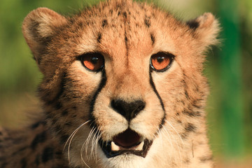 Gepard © Denny Becker