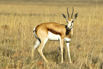 Naklejka na ściany i meble Young springbok antelope