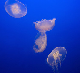 Jellyfishes. Moon jellies (Aurelia aurita)