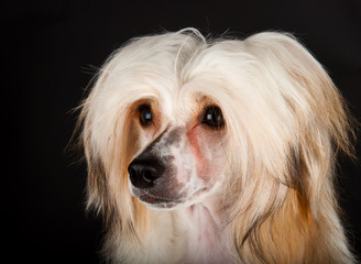 Groomed Chinese Crested Dog