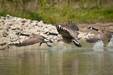 Fototapeta na wymiar Three Canada Geese Taking Off from a Pond