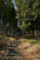 誕生寺の山道