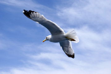 A seagull, soaring in the blue sky