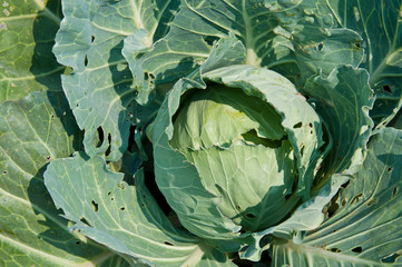 cabbage in farm