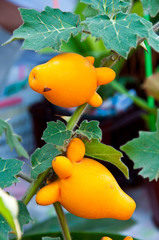mammosum solanam potato in farm