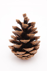 Kieferzapfen vor weissem Hintergrund