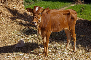 Jeune vache rousse.