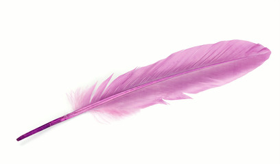 Purple feather isolated