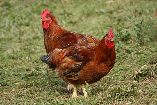 Gallinas 1