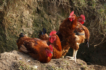 Gallinas 3