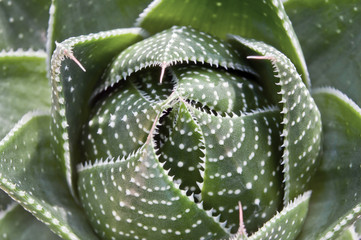 Pianta sempre verde (grassa)