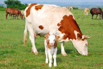 Fototapeta na wymiar white and brown cow and calf