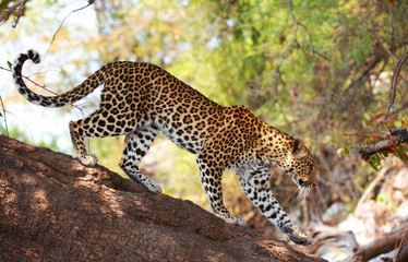 Fototapeta premium Leopard standing on the tree