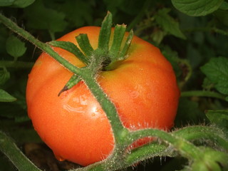 Tomate maduro en su planta. Huerta orgánica
