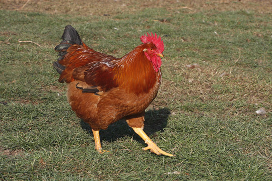 Gallinas 5