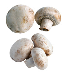 mushrooms isolated on white background