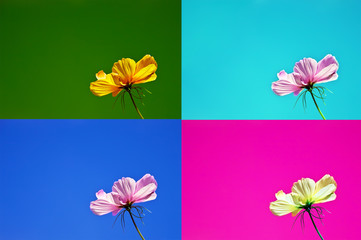 Postcards in four different colors with a delicate flower.