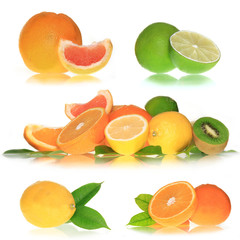 Citrus Collection