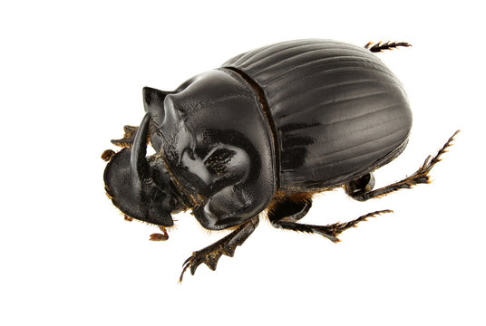 Copris lunaris