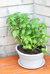 Fototapeta na wymiar Growing basil in a pot