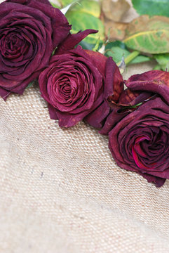 Dried roses background