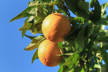Oranges - Arance