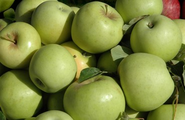 New Mexico apples, white MacIntosh