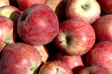 No name apples, Corrales, New Mexico