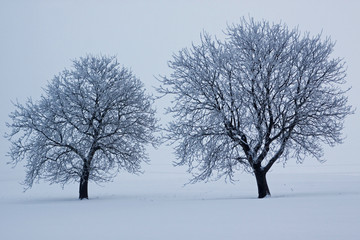 Fototapeta na wymiar Diesige Winterlandschaft