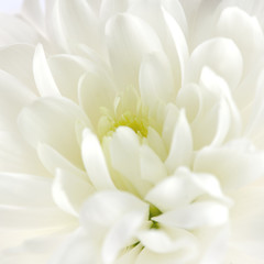 Chrysantheme
