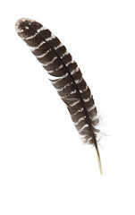 Feather
