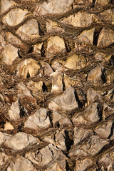 Palm tree cortex