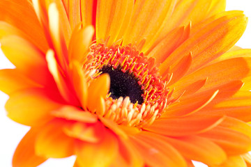 Gerbera