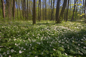Wood anemones