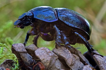 Scarab beetle
