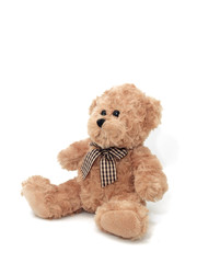 Teddy Bear on the white background