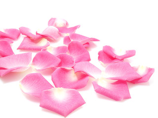 Pink roses petals