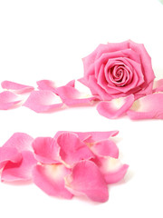 Fototapeta premium Pink rose with petals