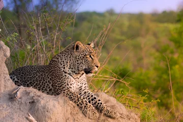 Photo sur Aluminium Afrique du Sud african leopard