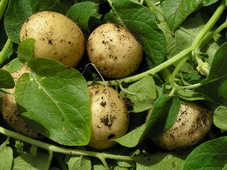 A bunch of fresh new potatoes