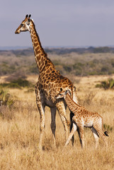 Naklejka na ściany i meble Młoda żyrafa z matka