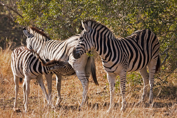 Baby Zebra Nursing