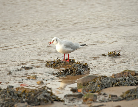 Seagull wading on a beach