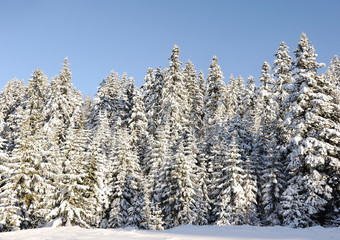 winter snow covered fir trees on mountainside on blue sky