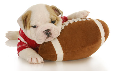 puppy with football