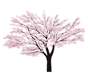 Obraz premium sakura