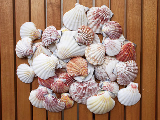 Variety of sea shells on wooden deck