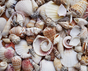 Variety of sea shells & clams closeup, center focused © Dimitrios