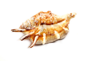 Stripedc Sea Shell