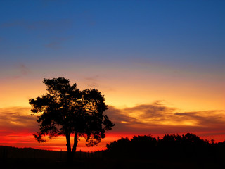 Fototapeta na wymiar Tree and sunset